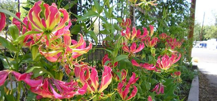 plantas exóticas Gloriosa rothschildiana