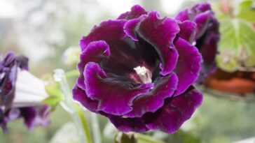 como cuidar de Gloxínia