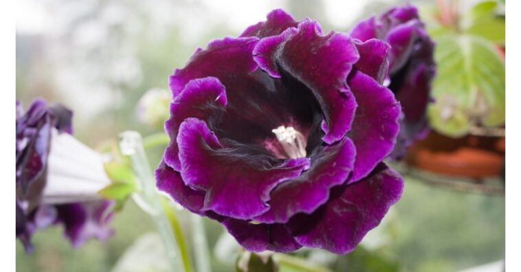 Gloxínia: cultive essa linda flor no seu jardim
