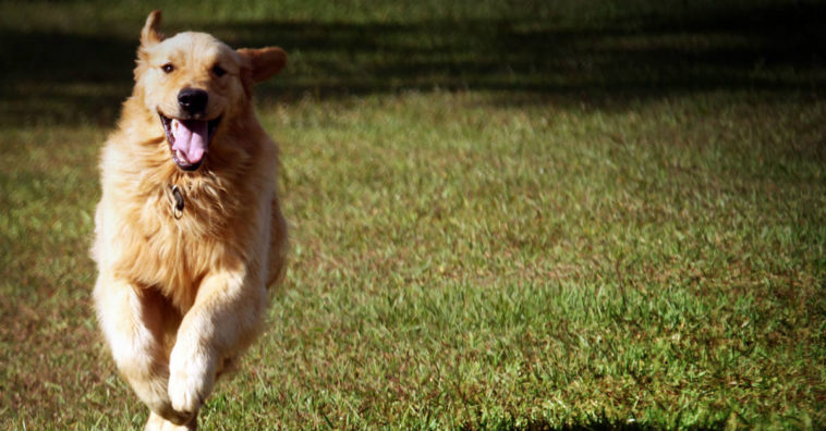 Golden retriever salva sua dona chamando uma ambulância