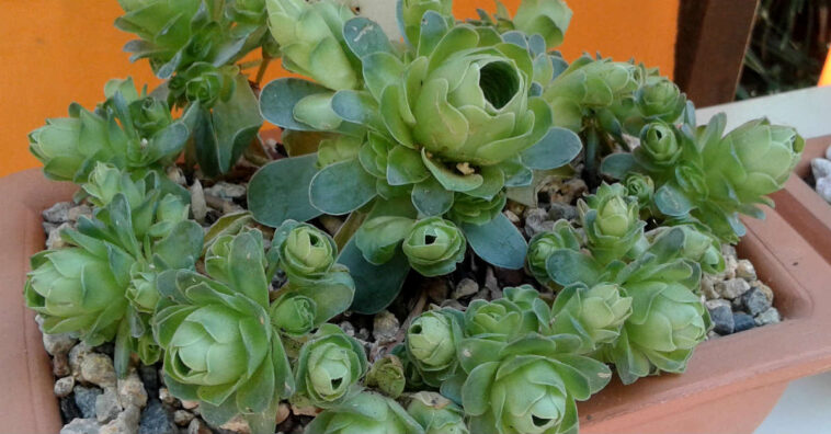 Greenovia dodrantalis Suculenta em forma de rosa