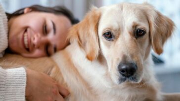 Guarda compartilhada de cachorro