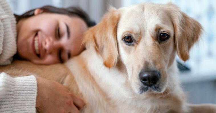 Guarda compartilhada de cachorro