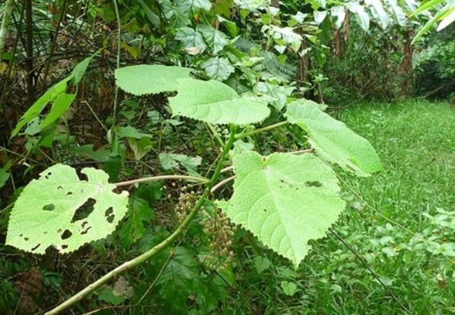 Gympie ferrão (Dendrocnide moroides) perigo