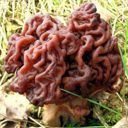 cogumelos venenosos Gyromitra esculenta