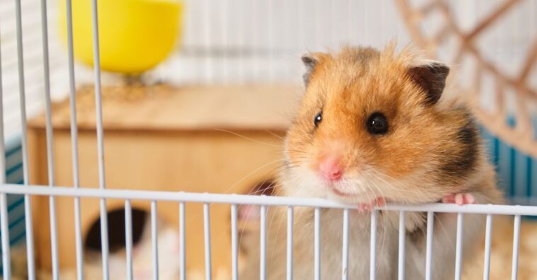 Hamster pode comer cocô