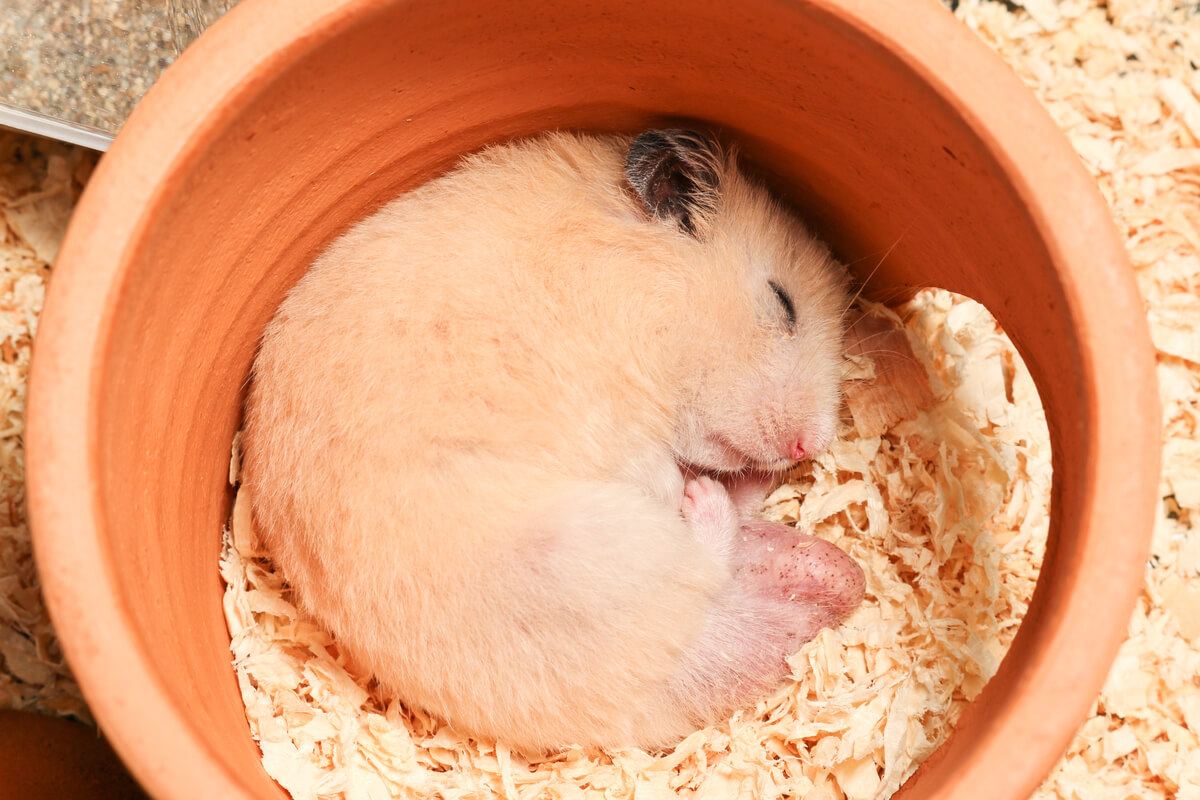 animais de estimação hamster