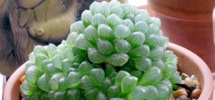 plantas exóticas Haworthia cooperi