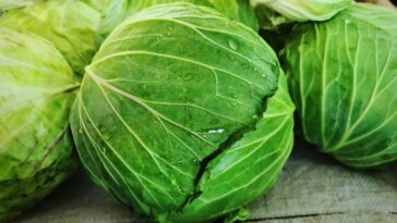 Hidratante caseiro de folha de repolho