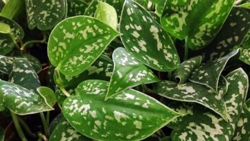 Jiboia-prateada cuidados