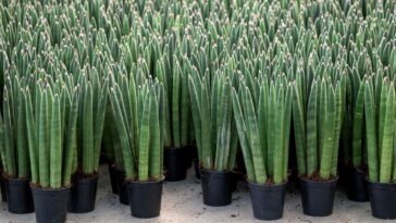 Lança-de-são-jorge cuidados gerais