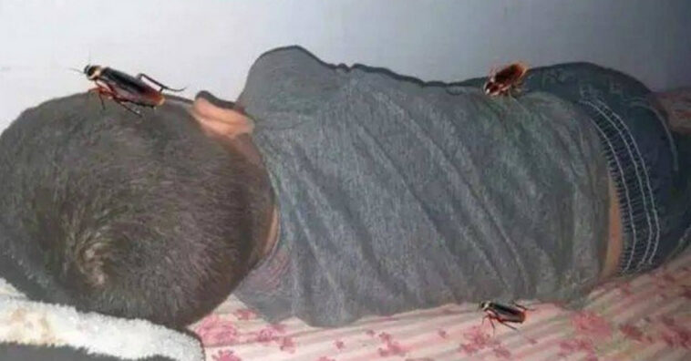 Mãe edita baratas na foto do filho que não queria tomar banho