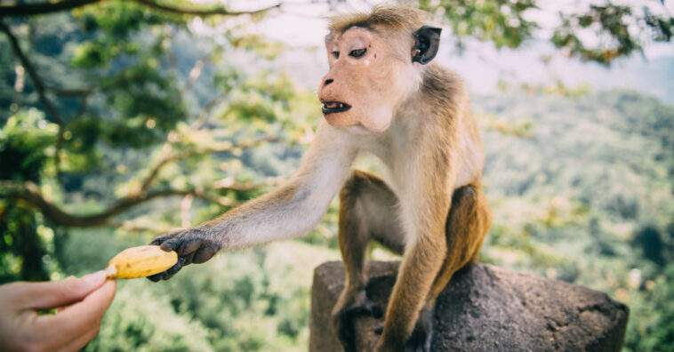 Macacos atacam profissionais de saúde e roubam amostras de sangue contaminadas por coronavírus