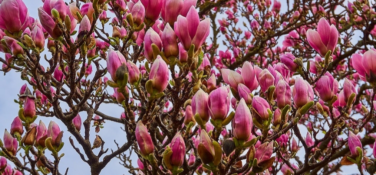 plantas exóticas Magnolia