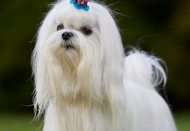 cachorro que não solta pelo maltês