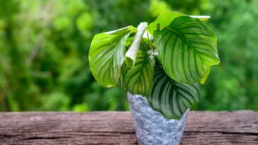 Marantas Calatheas cuidados gerais