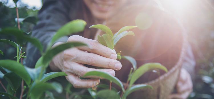 Melhores plantas para equilibrar os hormônios