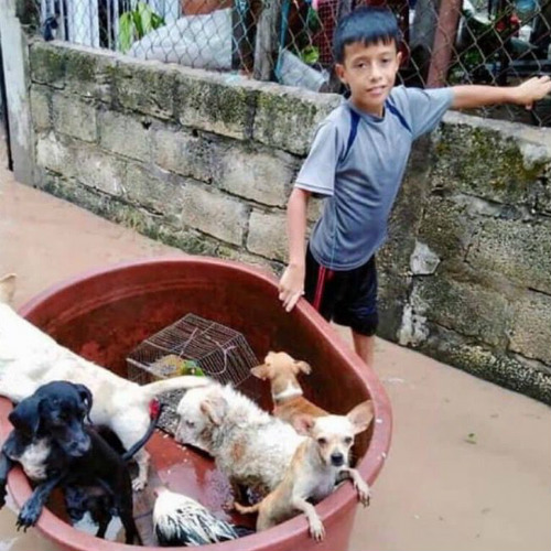 Menino usa balde e salva animais na enchente