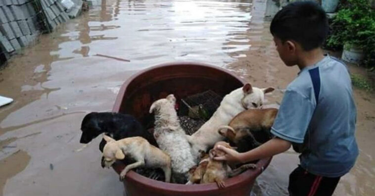 Menino usa balde para salvar animais que iriam morrer afogados