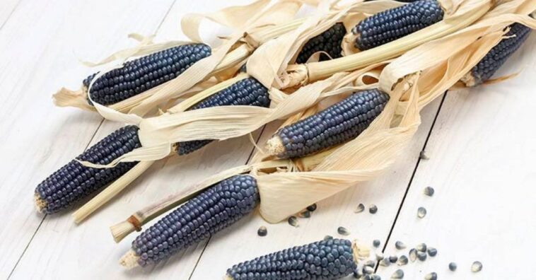 Milho azul