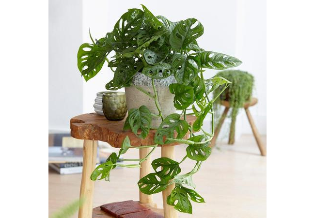 como fazer replantio de Monstera adansonii