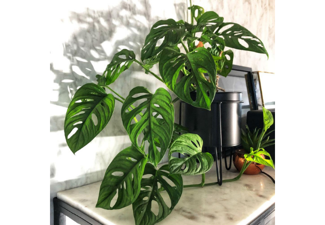 monstera adansonii luminosidade