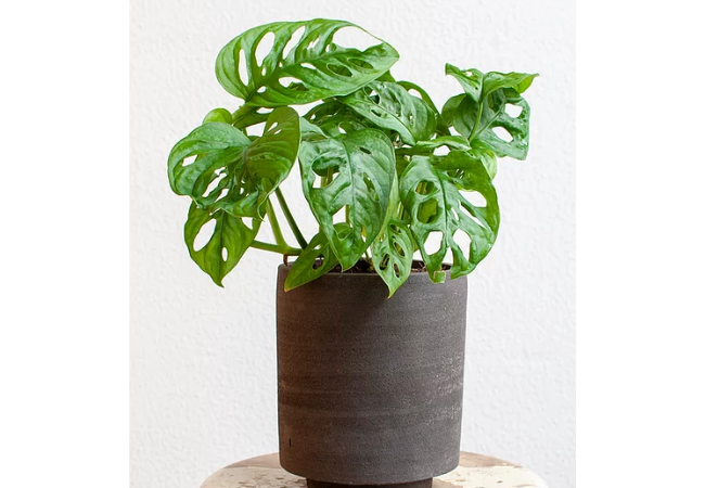 como reproduzir monstera com furos