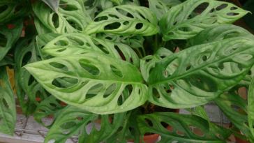 Monstera adansonii como cuidar