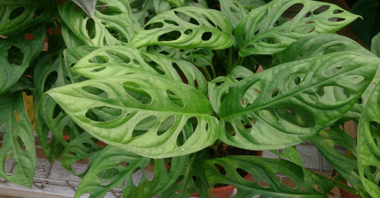 Monstera adansonii como cuidar