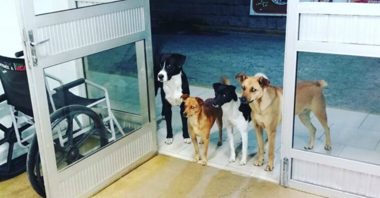 Morador de rua é internado e seus 4 cachorros ficam esperando na porta do hospital