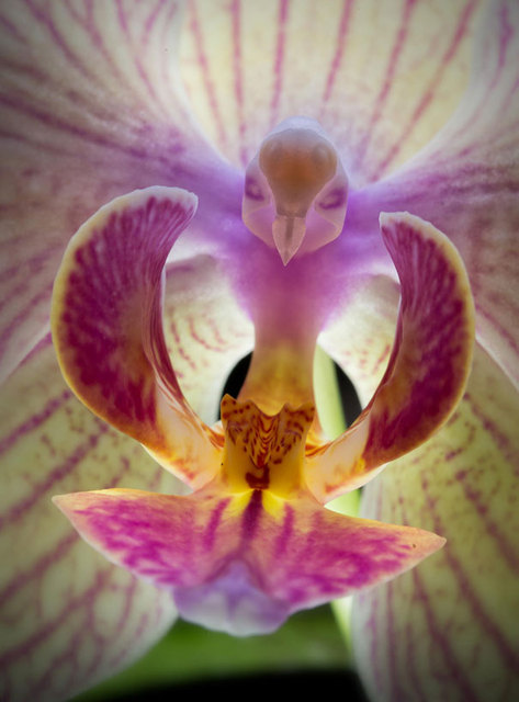 orquídeas raras Moth