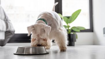 Mudar a ração do cachorro