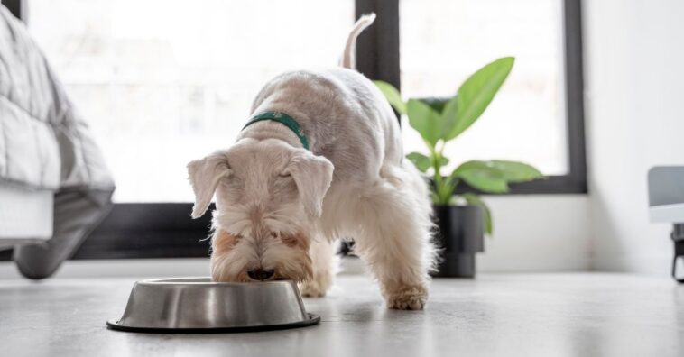 Mudar a ração do cachorro