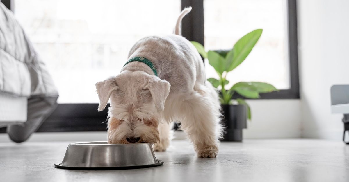 Mudar a ração do cachorro