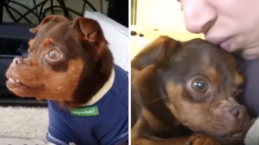 Mulher adota cachorro rejeitado por ter deformidades