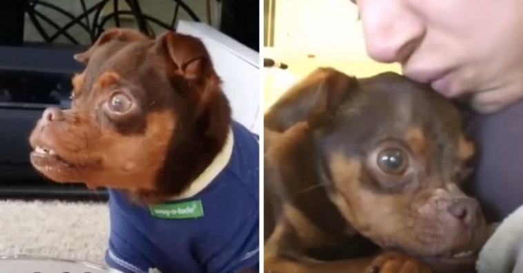 Mulher adota cachorro rejeitado por ter deformidades