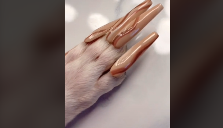  unhas postiças na cachorra