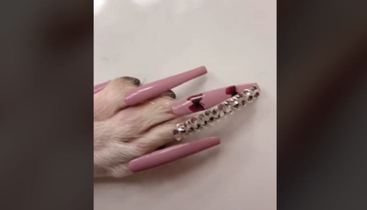  unhas postiças na cachorra
