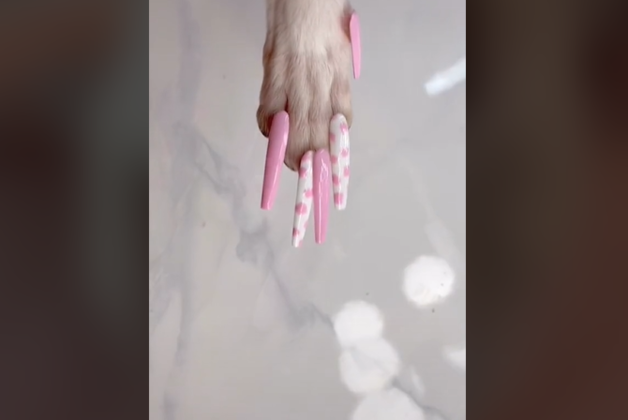  unhas postiças na cachorra