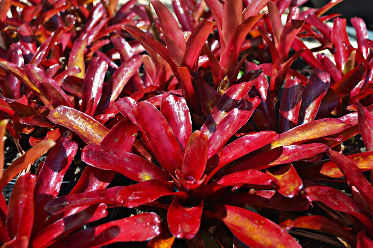 bromélia Neoregelia Fireball