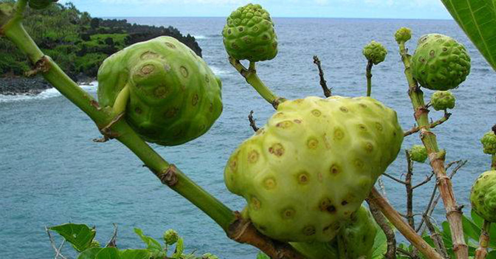 Noni: o que é essa fruta e por que é proibida?
