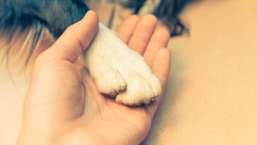 O que considerar quando um animal precisa de eutanásia