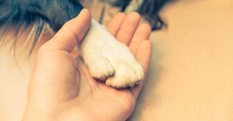 O que considerar quando um animal precisa de eutanásia