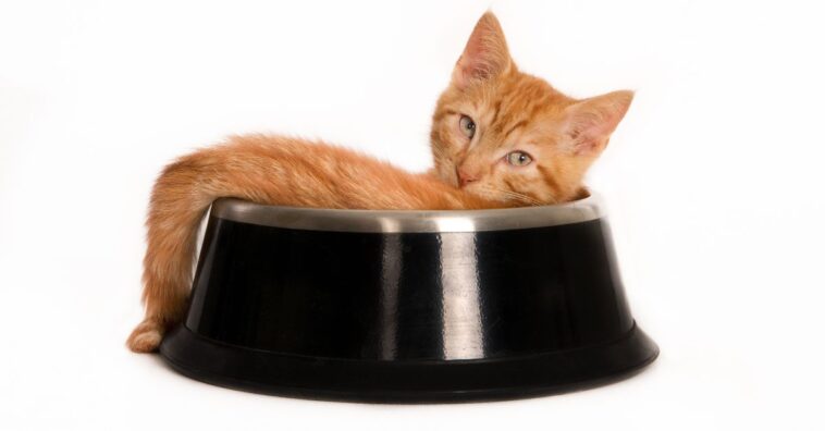 O que dar para gato comer quando não tem ração