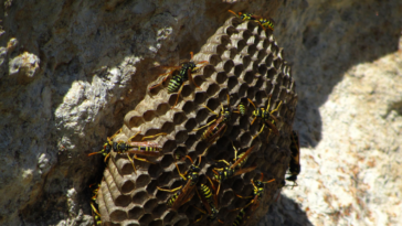 O que fazer se encontrar um ninho de vespas ou abelhas
