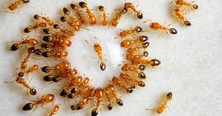 O significado místico dos insetos