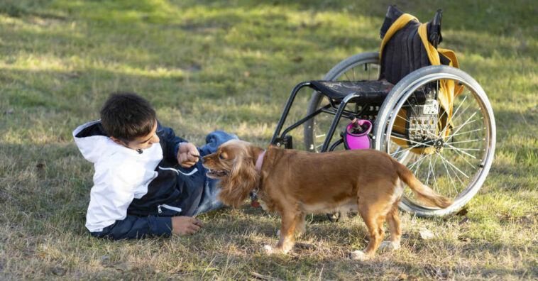 Objetos e brinquedos proibidos para cachorros