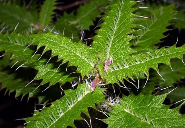 Ongaonga (Urtica ferox) perigo