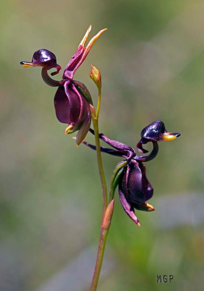 orquídeas raras Flying Duck