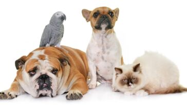 Os animais são sensitivos